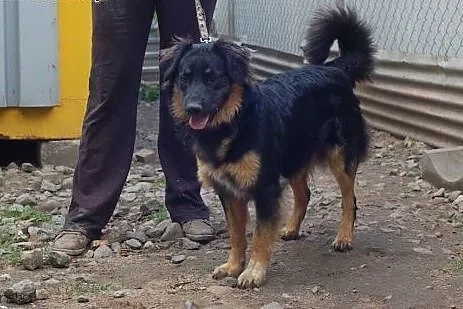 Rambo - młody, przyjazny psiak szuka domu,  Kundel