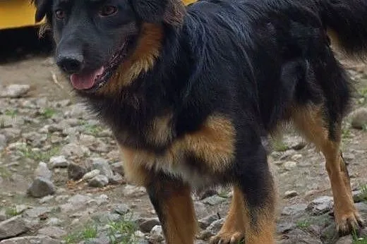 Rambo - młody, przyjazny psiak szuka domu,  Kundel