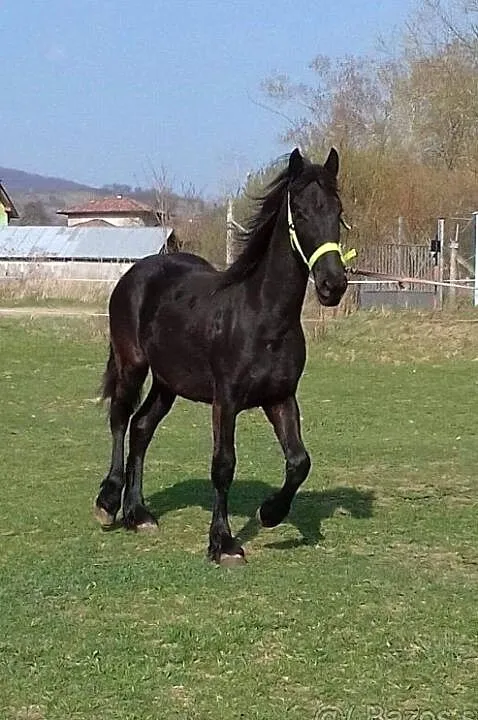 Fryzyjska klacz, , Východne Slovensko