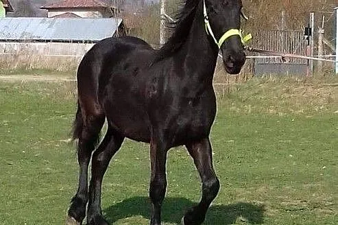 Fryzyjska klacz, , Východne Slovensko
