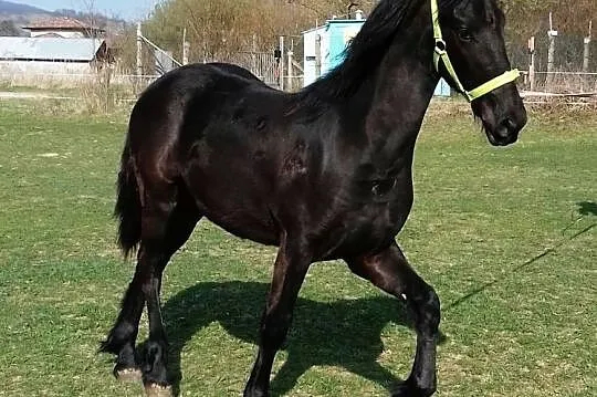 Fryzyjska klacz, , Východne Slovensko
