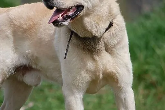 Nero - biszkoptowy labrador do adopcji