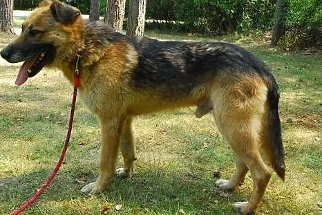 Geralt-fajny mix owczarka czeka na dom w schronisku!,  mazowieckie Warszawa