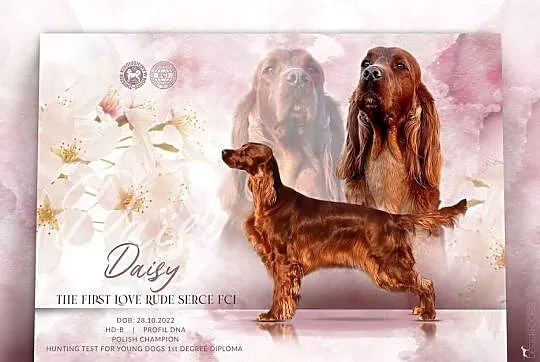 Seter Irlandzki FCI, Śląskie, Częstochowa
