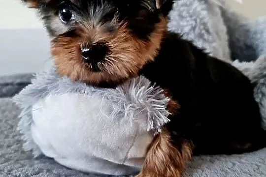 Dziewczyna Yorkshire Terrier z Chipem Wyprawka