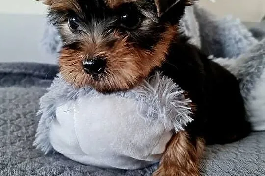 Dziewczyna Yorkshire Terrier z Chipem Wyprawka, Śląskie, Częstochowa