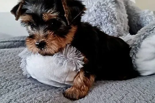 Dziewczyna Yorkshire Terrier z Chipem Wyprawka, Śląskie, Częstochowa
