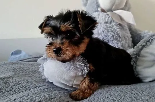 Dziewczyna Yorkshire Terrier z Chipem Wyprawka, Śląskie, Częstochowa