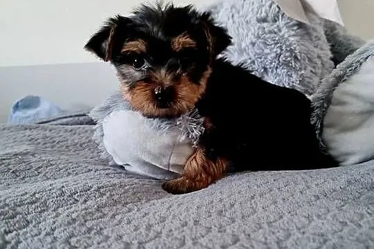 Dziewczyna Yorkshire Terrier z Chipem Wyprawka, Śląskie, Częstochowa