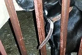 Ocal Bambo rocznego psiaka przed schroniskiem daj 