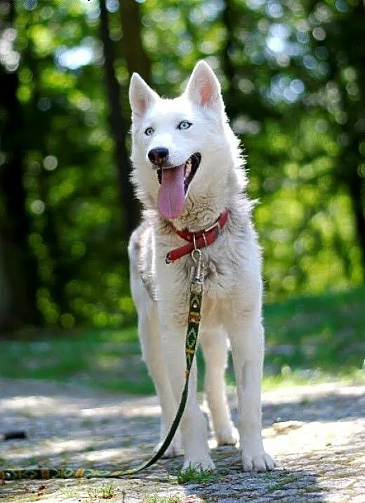 Parys - śnieżnobiały psiak husky czeka na swój now