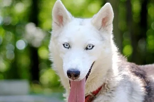 Parys - śnieżnobiały psiak husky czeka na swój now