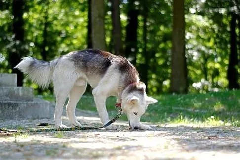 Parys - śnieżnobiały psiak husky czeka na swój now