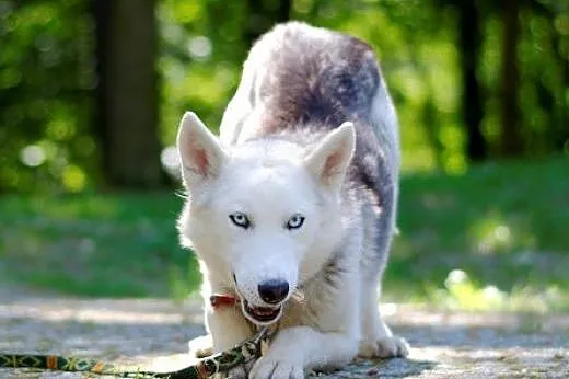 Parys - śnieżnobiały psiak husky czeka na swój now