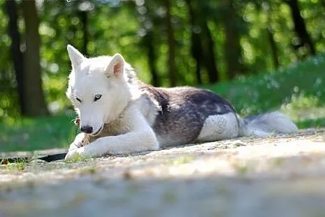 Parys - śnieżnobiały psiak husky czeka na swój now