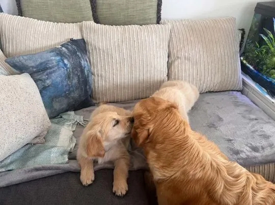 szczenięta golden retrievera o kremowym umaszczeniu, , Wrociszów Górny