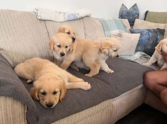 szczenięta golden retrievera o kremowym umaszczeniu, , Wrociszów Górny