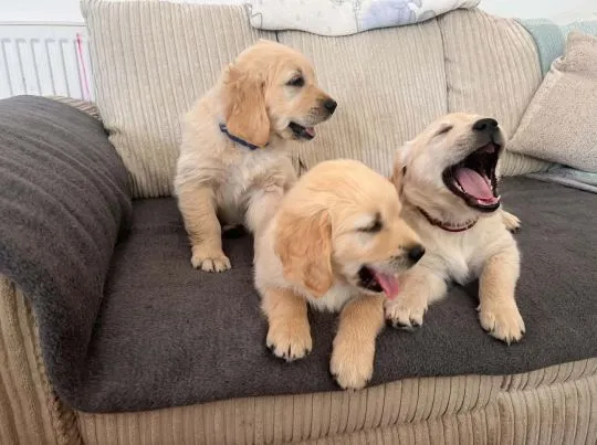 szczenięta golden retrievera o kremowym umaszczeniu