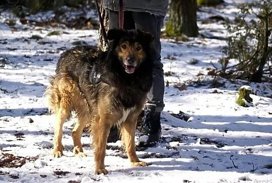 Niegroźny Rumcajs popilnuje Twojego domu i kanapy, daj mu szansę :), Mazowieckie, Warszawa