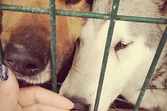 Niegroźny Rumcajs popilnuje Twojego domu i kanapy, daj mu szansę :), Mazowieckie, Warszawa