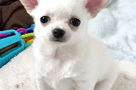 Suczka chihuahua FCI