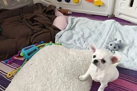 Suczka chihuahua FCI, Kujawsko-pomorskie, Laskowice