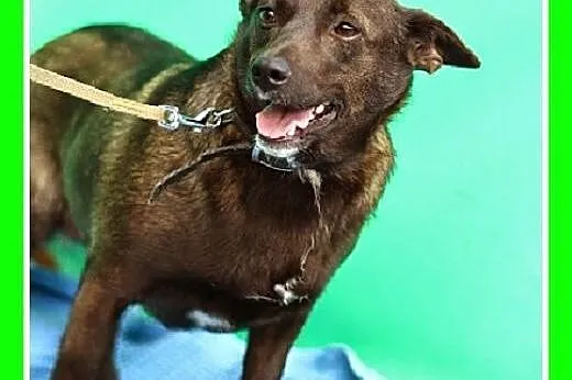 9 kg,delikatna,łagodna,grzeczna suczka FOCZKA.Adopcja,  dolnośląskie Wrocław