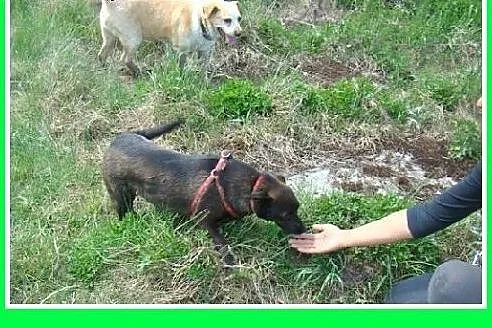 9 kg,delikatna,łagodna,grzeczna suczka FOCZKA.Adop