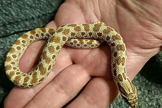 Heterodon zachodni parka samica samiec, Pomorskie, Reda