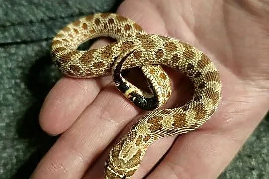 Heterodon zachodni parka samica samiec, Pomorskie, Reda