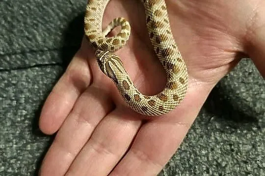 Heterodon zachodni parka samica samiec, Pomorskie, Reda