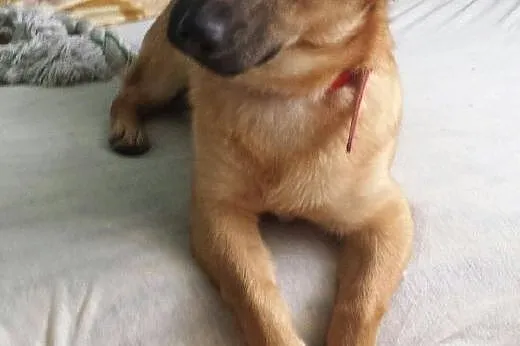 7,5 kg porzucony sczeniaczek pilnie szuka domku !!