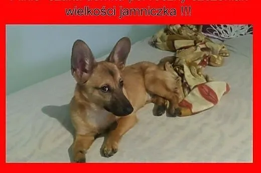 7,5 kg porzucony sczeniaczek pilnie szuka domku !!