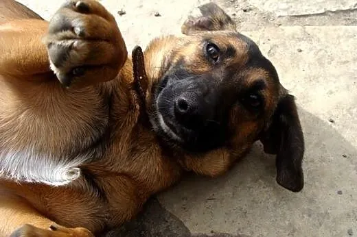 Megi - niewielkie psie dziecko potrzebuje domu!,  