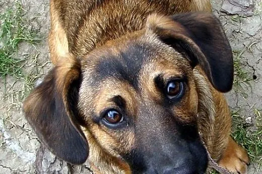 Megi - niewielkie psie dziecko potrzebuje domu!,  