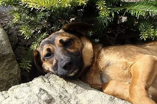Megi - niewielkie psie dziecko potrzebuje domu!,  