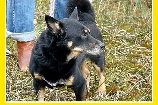 6 kg,młody 2 letni łagodny kanapowiec,mały piesek 