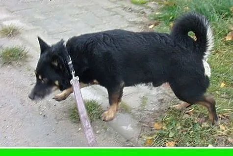 6 kg,młody 2 letni łagodny kanapowiec,mały piesek 