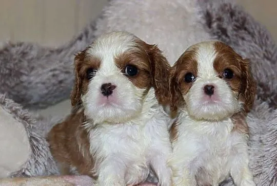 Cavalier King Charles Spaniel szczeniaczki ZKwP po CH.PL.