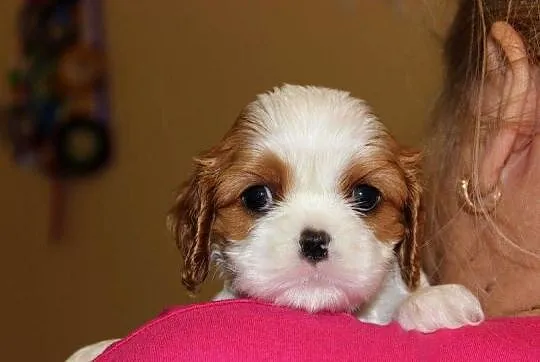 Cavalier King Charles Spaniel szczeniaczki ZKwP po CH.PL., Śląskie, Aleksandria