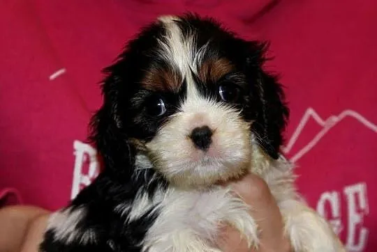 Cavalier King Charles Spaniel szczeniaczki ZKwP po CH.PL., Śląskie, Aleksandria