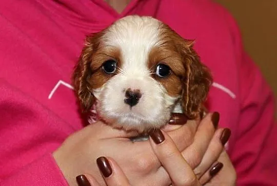 Cavalier King Charles Spaniel szczeniaczki ZKwP po CH.PL., Śląskie, Aleksandria