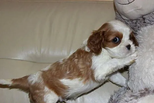 Cavalier King Charles Spaniel szczeniaczki ZKwP po CH.PL., Śląskie, Aleksandria
