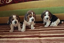 Psy, beagle, tricolor, Namysłów