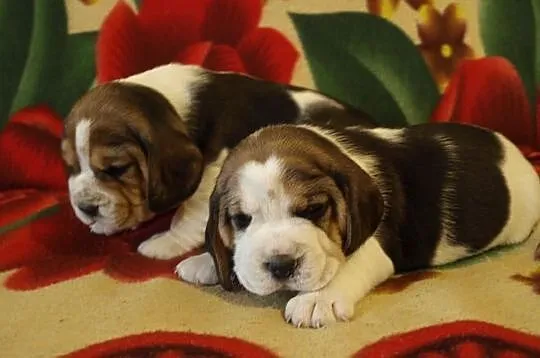 Psy, beagle, tricolor