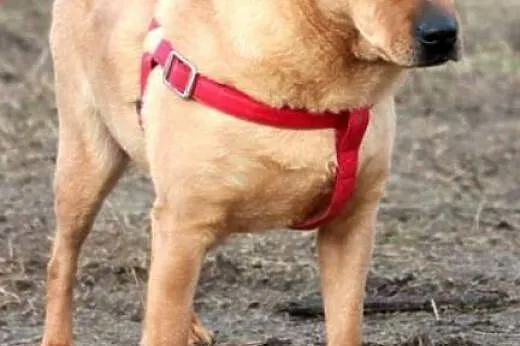 ODI- wspaniały uczuciowy mix shar-pei czeka na lepszą przyszłość, mazowieckie Nowy Dwór Mazowiecki