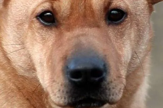 ODI- wspaniały uczuciowy mix shar-pei czeka na lep