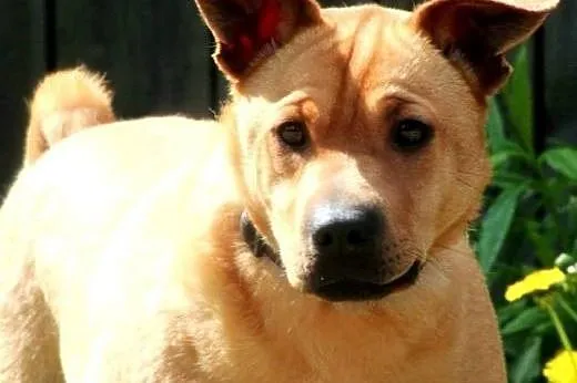 ODI- wspaniały uczuciowy mix shar-pei czeka na lep