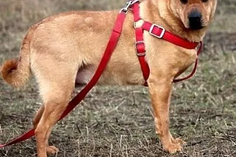 ODI- wspaniały uczuciowy mix shar-pei czeka na lep