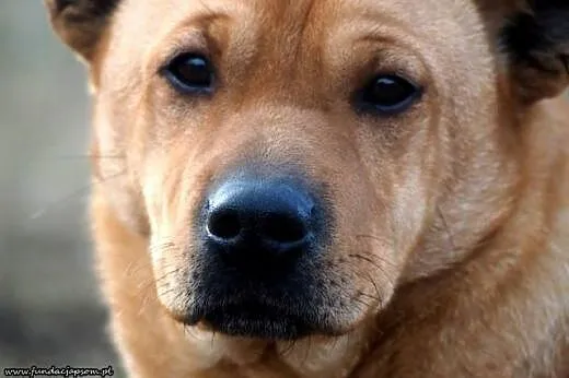 ODI- wspaniały uczuciowy mix shar-pei czeka na lep